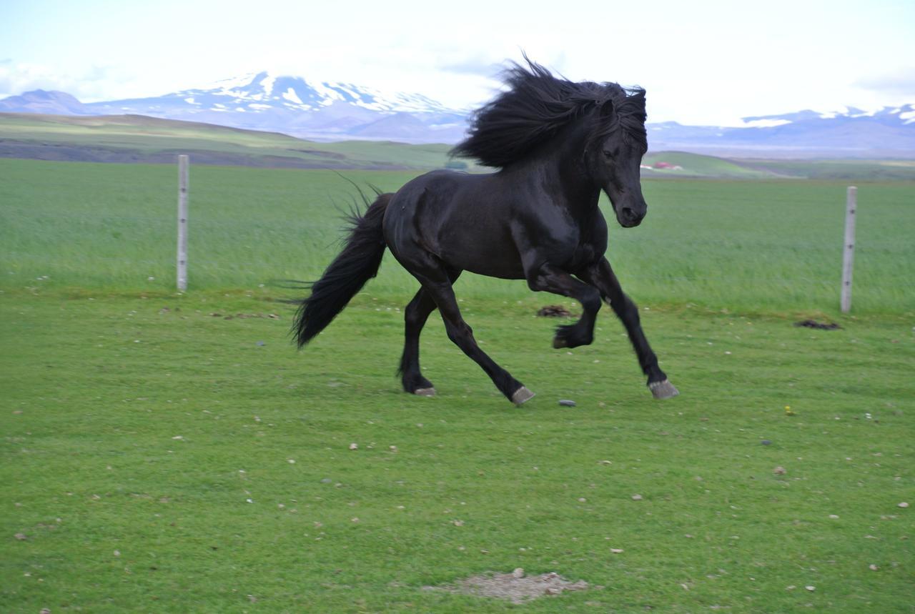 Villa Hekla Adventures Hvolsvöllur Esterno foto